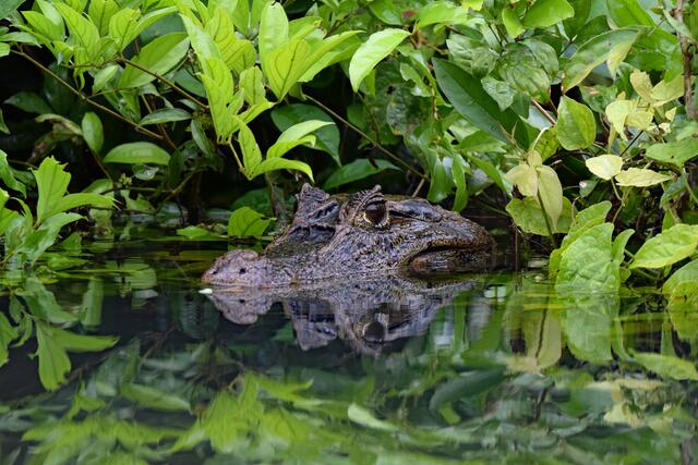 Krokodil im Rio Tortuguero | Foto: Martina Schäfer, Bad Honnef - Orscheid