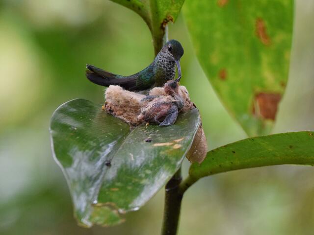 Kolibri mit Nachwuchs im Savegre Tal | Foto: Martina Schäfer, Bad Honnef - Orscheid