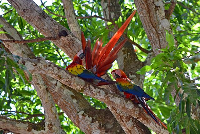 Rote Aras auf Nicoya Halbinsel | Foto: Martina Schäfer, Bad Honnef - Orscheid