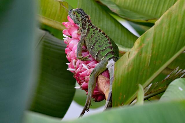 Leguan am Fuße des Vulkans Arenal | Foto: Martina Schäfer, Bad Honnef - Orscheid