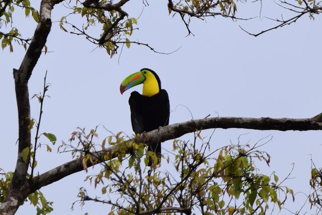 Tukan im Tortuguero Nationalpark | Foto: Martina Schäfer, Bad Honnef - Orscheid