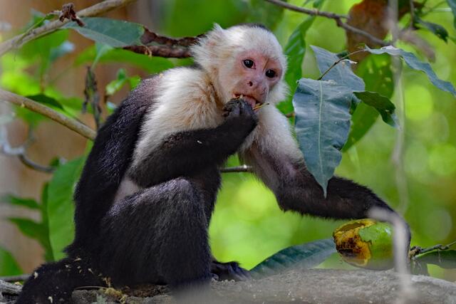 Kapuzineräffchen im Nationalpark Curú | Foto: Martina Schäfer, Bad Honnef - Orscheid