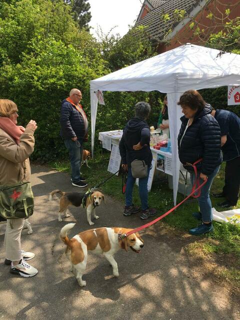 Der Informationsbedarf ist groß... | Foto: Landesgruppe Mittelrhein im Beagle Club Deutschland e.V.