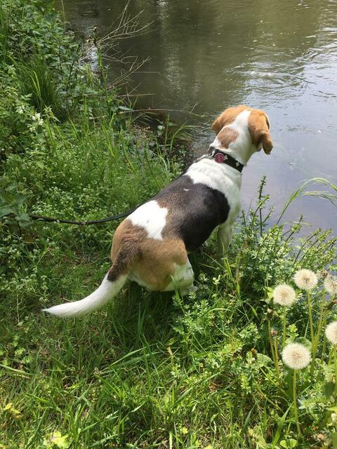 Hinein ins kühle Nass? | Foto: Landesgruppe Mittelrhein im Beagle Club Deutschland e.V.