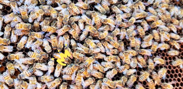 Bienen-Königin mit einer Krone. Die ist größer als die anderen Bienen. | Foto: Blatt-Gold