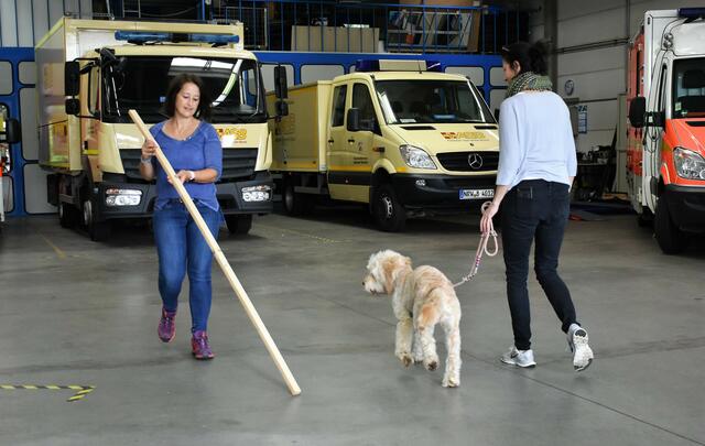 Hündin Frieda lässt den großen "Blindenstock" (fast) unbeteiligt an sich vorbeiziehen | Foto: ASB Bergisch Land e.V.