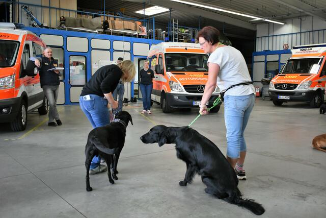 Auch bei Begegnungen mit Artgenossen auf engem Raum behalten Besuchshunde die Ruhe | Foto: ASB Bergisch Land e.V.