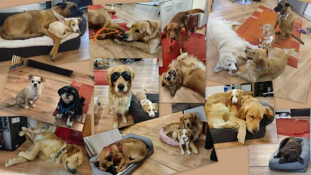 Werkstattrudel: „Wir sind absolute Befürworter von Bürohunden. Bei uns gehören Hunde quasi mit zum Inventar. Sie bereichern täglich unseren Arbeitsalltag und sorgen in Stresssituationen für die nötige Entspannung“, schreibt uns das Team von Optik Tannenbaum in Zülpich..
„Unsere Hunde können sich bei uns in der Werkstatt frei bewegen und jederzeit nach Belieben toben, kuscheln oder einfach nur im Weg rumliegen und schlafen. Für kleine Modeljobs zwischendurch werden unsere Vierbeiner natürlich ausreichend mit Leckereien entlohnt.
Anbei noch ein paar Schnappschüsse unserer vierbeinigen Kollegen“, schreibt das Team weiter.
 | Foto: Optik Tannenbaum