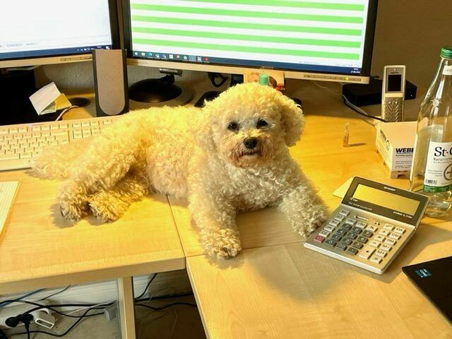 Sissi: ‚Sissi‘ist ein Bichon-Frise, 6 Jahre alt und begleitet Gerda Axer aus Kerpen-Brüggen schon seit fast zwei Jahren durch den „Home-Office-Alltag“. Die Hundedame genießt sichtlich die Geräusche der Tastatur, die wohl auf sie beruhigend bis einschlafend wirken. „Auch ich profitiere absolut von ihrer Gegenwart. Wenn es mal nicht so richtig voran gehen will, schaut sie mich an und ich erkläre ihr mein Problem. Sie hört immer sehr aufmerksam zu, sie scheint mich genau zu verstehen. Das baut mich irgendwie wieder auf und ist auch motivierend. Auch die Pausen sind durch die Gassigänge mit ihr viel abwechslungsreicher und erholsamer“, schreibt uns Gerda Axer. Bisher gäbe es für sie jedoch noch nicht die Möglichkeit, ihre Hündin später mit in die Firma zu nehmen.  | Foto: Gerda Axer