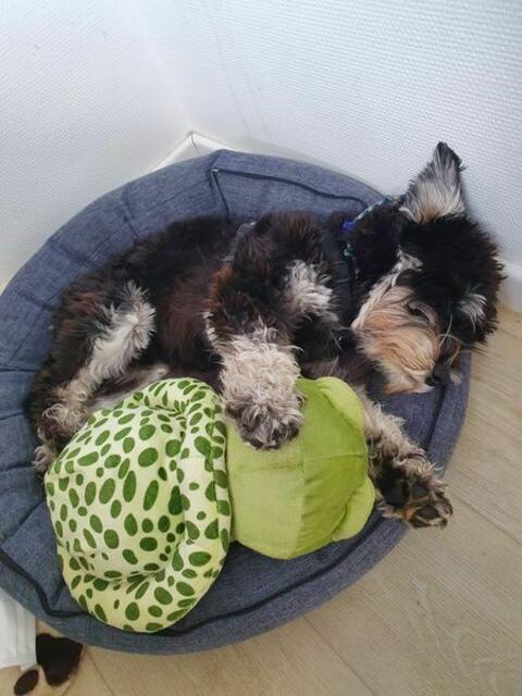 Carl Gustav: Gute Freunde dürfen Zahnarzt-Hund Carl Gustav auch ‚Calle‘ nennen. Der  Zwergschnauzer hat einen Teilzeitjob in einer großen, familiengeführten Zahnarztpraxis in Mechernich. „In meinem Arbeitsvertrag steht Feel-Good-Manager. Und ich denke mal, dem werde ich gerecht. Bin ziemlich stolz, da arbeiten zu dürfen.“, lässt uns der Praxishund schreiben. Dazu haben ihn viele Fans gedrängt, die ihm über Messenger-Dienste unseren Artikel zukommen haben lassen. Der gebürtige Ostdeutsche ist seinem Chef und seiner Chefin sehr dankbar, als Hund Teil des Zahnarztpraxis-Teams sein zu dürfen. „Ich habe meinen festen Platz im Büro meines Frauchens. Natürlich achten wir auf Hygiene. Geht ja nicht anders. Muss sein - und kann ich“, schreibt uns ‚Calle‘. „Morgens, wenn alle zum Dienst kommen, ist meist der erste Weg zu mir. Koma-Kraulen ist angesagt! Auch, wenn ich nicht immer reagiere, oder nur die Augenbraue leicht hebe (man(n) weiß ja schließlich um die Wirkung), genieße ich das natürlich in vollen Zügen. Meine Chefin, also die Praxisinhaberin, sitzt ganz häufig bei mir im Körbchen. Dann mache ich Platz, rücke zur Seite, damit sie gut sitzt und mich kraulen kann. Hach, ich sage Euch – ich finde das Leben als Büro-Praxis-Hund einfach nur toll (…)Aber es gibt natürlich auch KollegInnen, die nicht so auf Vierbeiner stehen. Auch das ist normal. Da schnüffel ich dann mal und drehe mich königlich-würdevoll zur Seite weg und akzeptiere das. Ist voll o.k. Ich mag ja auch nicht jeden Zwei- oder Vierbeiner. Und die Patienten? Ja, was soll ich sagen. Die meisten finden mich niedlich (zugegeben, ich sehe auch toll aus!!!). Manch einer hat halt Angst vorm Zahnarzt. Das ist gar nicht schlimm. Dann gehe ich mal hin, gucke herzallerliebst, lasse mich streicheln und schon sieht die Welt wieder besser aus. Einige der Patienten sagen sogar, dass sie nur an den Tagen kommen, an denen ich da bin. Klingt gut, oder? Als Fazit kann ich nur sagen: Hund und Mensch fühlen sich zusammen wohl. Ich bin eine Bereicherung für alle. Das muss ich neidlos zugeben“, teilt er uns ganz bescheiden mit.  | Foto: Zahnarztpraxis Dr. Jahnke