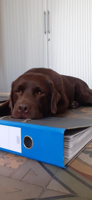 Shlomo: „Mein Hund ‚Shlomo‘ ist ein großer Gewinn für die Bürogemeinschaft – sowohl für die internen Mitarbeiter als auch für viele Besucher. Natürlich muss man Rücksicht nehmen auf die Menschen, die Angst oder eine Allergie haben, daher ist es auch sehr wichtig, dass der Hund entsprechend gut erzogen ist – möglichst wenig bellt und vor allen nicht an Besuchern hochspringt. Ein großer Vorteil ist auch, dass ich jetzt eine aktive Mittagspause habe, denn ‚Shlomo‘ muss ja vor die Tür“, schreibt uns Aaron Knappstein, Niederlassungsleiter von Start NRW in Brühl. | Foto: Aaron Knappstein