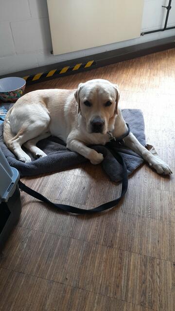 Mattes: “Mein gelber Labradorrüde Mattes geht seit fast einem Jahr mit mir ins Büro. Als er als Welpe bei uns eingezogen ist, war erstmal der Lockdown und die Coronazeit. Da konnte er das Schlafen in der Box schon im Homeoffice üben”, schreibt uns Eva Ottens. Jetzt ist sie wieder im Büro und ‘Mattes’ fest integriert. “Meine Kollegen und Kolleginnen lieben ihn”, sagt sein Frauchen. Mittags machen sie und ‘Mattes’ einen großen Spaziergang. Eva Ottens: “Das tut richtig gut und lässt einen Pause vom Bildschirm machen.” | Foto: Eva Ottens