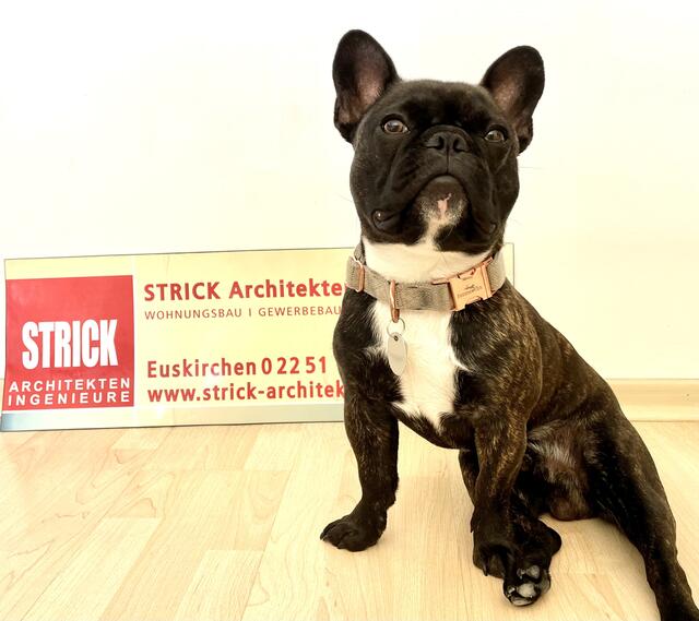 Remy: “Sehr kollegial, engagiert, geliebt von allen und er hat immer ein offenes Ohr für jedermann”, beschreibt das Architekturbüro Strick aus Euskirchen seinen Bürohund ‘Remy’. Die Französische Bulldogge kümmere sich um die Altpapier-Entsorgung, verteile die Post und kürze auch gerne mal den ein oder anderen Zollstock mit den Zähnen.  | Foto: Architekturbüro Strick 