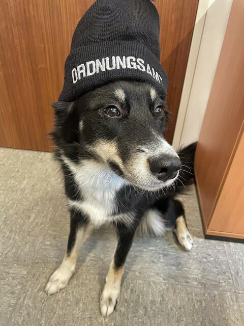 Lia: Yannick Meisen aus Bedburg nimmt seine kleine Siberian-Husky-Border-Collie Mix-Dame ‘Lia’ seit ihrem vierten Lebensmonat mit ins Büro. Er ist sich sicher, den “coolsten und lustigsten Bürohund” in der Region zu haben. | Foto: Yannick Meisen