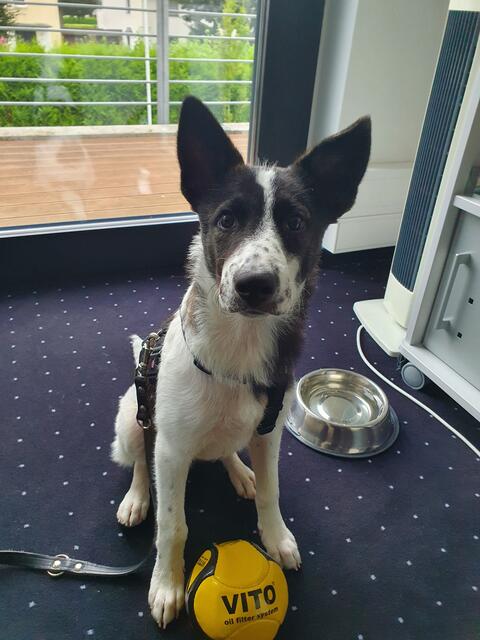 Mucca: “Wir haben seit fast sechs Jahren einen Bürohund”, schreibt uns Mari. ‘Mia’ (16), die erste Bürohündin, ist bereits in Rente. Jetzt bereichert die 14 Monate alte ‘Mucca’ den Arbeitsalltag. "Unserere Erfahrungen sind durchweg postiv. ‘Mucca’ weiß sich allerdings auch zu benehmen. Sie macht während der Arbeitszeit ihre Nickerchen und weiß, dass sie nicht einfach jeden an der Tür stürmisch begrüßen darf. Zwischendurch holt sie sich eine Streicheleinheiten! Sie zaubert allen ein Lächeln ins Gesicht und Mittags nach dem Essen gibt es gemeinsam mit den Kollegen eine Runde um den Block an der frischen Luft. Danach sind alle fit für den zweiten Teil des Arbeitstages und 'Mucca' macht wieder ein Nickerchen”, schreibt uns ihr Frauchen. | Foto: Marie