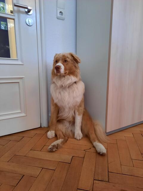 Peanut: „Ich finde den Artikel zum Thema Bürohunde klasse und wünsche mir, dass mehr Unternehmen Bürohunde akzeptieren- sie sind eine Bereicherung im steifen Büroalltag!“, schreibt uns Sarah Effer. Ihr Australian Sheperd ‚Peanut‘ ist auch ein Bürohund. „Er ist jetzt 1,5 Jahre jung und von Anfang an im Büro dabei. Vor Anschaffung von ‚Peanut‘ habe ich mit meinen Vorgesetzten darüber gesprochen und sie genehmigten ihn als Bürohund. Natürlich unter der Voraussetzung, dass keiner meiner BürokollegInnen etwas dagegen hat“, erzählt sie. Ihr Fazit: „Ein Bürohund lockert die Stimmung auf, beruhigt und sorgt für positive Energie. Selbst als ich durch den vollbesetzten Konferenzraum hechten musste, da ‚Peanut‘ aus dem Fenster gesprungen ist, um seiner großen Liebe zu folgen, brachte dies ein Lachen in den Raum, ein Lachen was uns doch oft fehlt und jedem gut tut, oder?“ Ein perfekter Abschluss für unsere Bürohund-Reihe.  | Foto: Sarah Effer