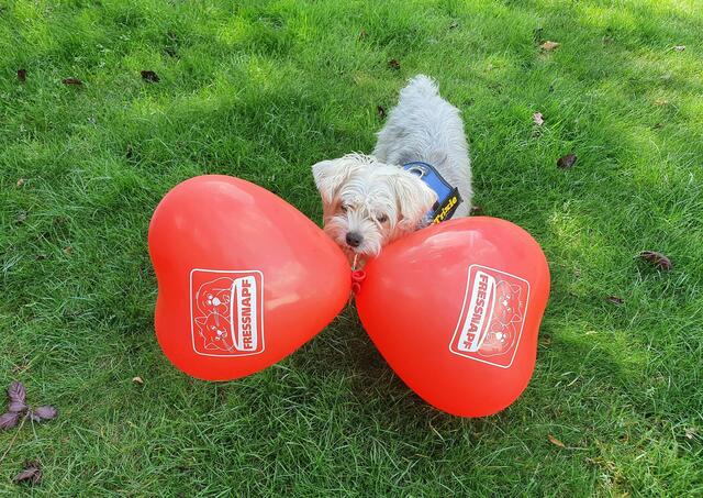 Vielseitig interessierte Trixie. Diesmal "Werbeträger" | Foto: Heinz Könen