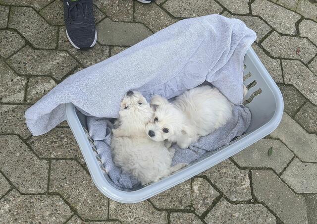 Bine (ehem. Klara) und Wurfschwester Heidi wurden verdeckter Ermittlerin von PETA e.V. im Waschkorb auf einem Parkplatz im Kreisgebiet offeriert. | Foto: PETA e.V. (Freigabe erteilt)