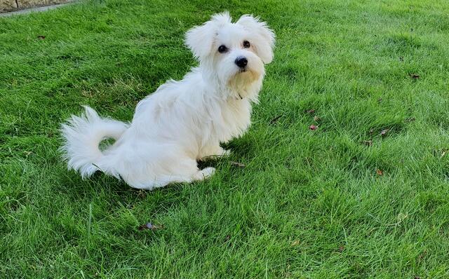 Das bin ich, Bine, die Berichterstatterin, zu Hause auf "meiner" Wiese | Foto: Heinz Könen