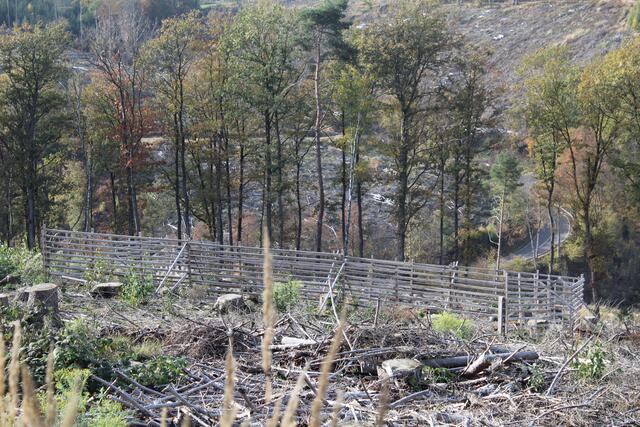 An mehreren Stellen im Wald sind Weisergatter entstanden | Foto: Poggemann
