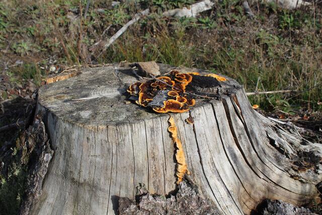 Pilze leisten einen wichtigen Beitrag bei der Zersetzung, ein ausgewogener Bewuchs ist dabei entscheidend | Foto: Poggemann