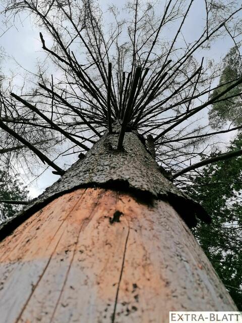 Foto: Steimel
