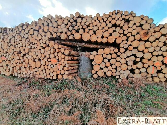 Foto: Steimel