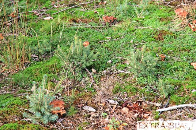 Foto: Steimel