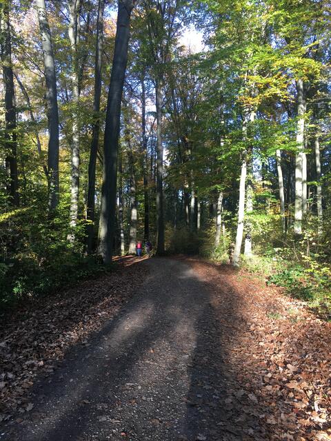 Der Wanderweg, um die Quarzgrube, führt auch durch den Buscheller Altwald - der hoffentlich noch lange erhalten bleibt.