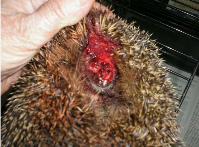 Diesem Igel wurde von einem Fadenmäher/Rasentrimmer das gesamte Gesicht weggeschlagen... | Foto: Karin Oehl