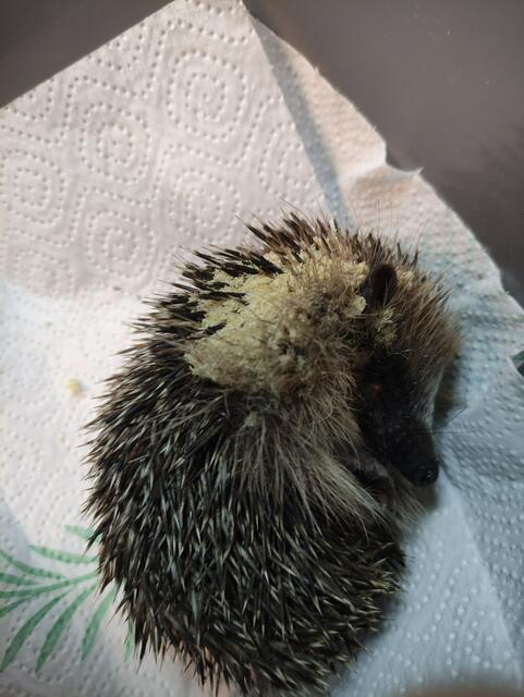 Verletzter Igel, der bereits mit hunderten Fliegeneiern besiedelt ist. Die Maden schlüpfen rasch, dringen in sämtliche Körperöffnungen und fressen den Igel buchstäblich von innen auf... | Foto: Simone Bergheim, Igelhilfe Erftstadt