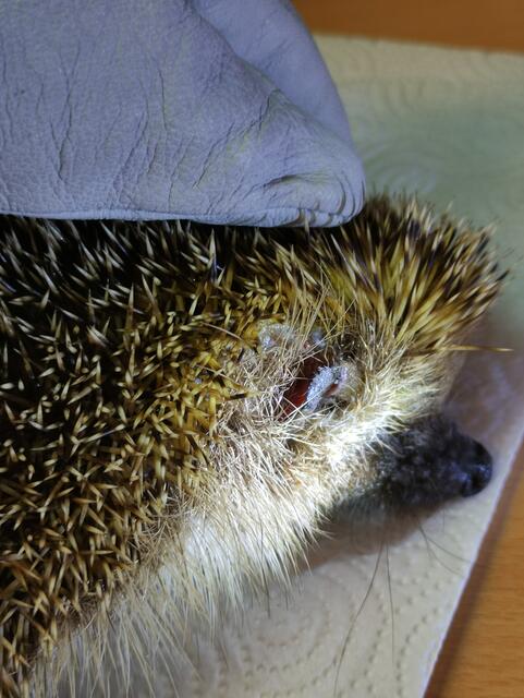 Noch eine Verletzung durch Hundebiss... | Foto: Simone Bergheim, Igelhilfe Erftstadt
