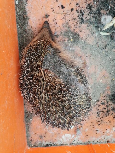 Dieser Igel wurde Opfer eines Gartenfeuers | Foto: Karin Oehl