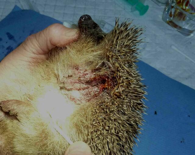 In einer Schnur verfangen... | Foto: Brigitte Liepe, Igelhilfe Eschweiler