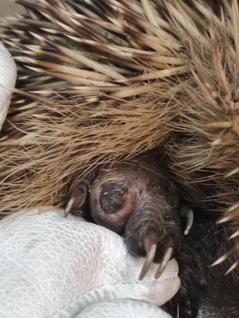 Alter, offener Bruch... | Foto: Simone Bergheim, Igelhilfe Erftstadt