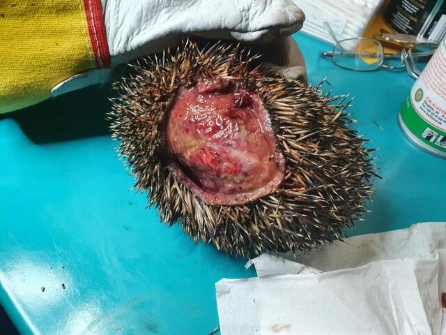 Unliebsame "Bekanntschaft" mit einem Mähroboter | Foto: Karin Oehl