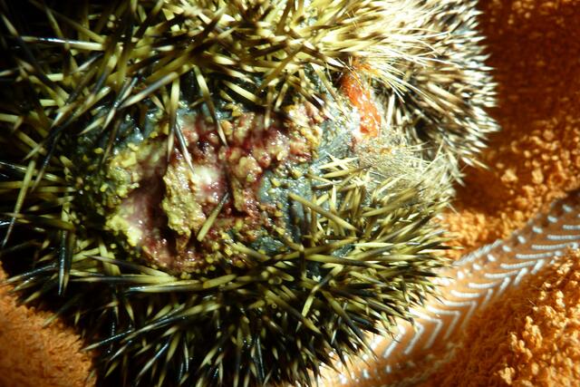 Das war ein Rasenmäher... | Foto: Brigitte Liepe, Igelhilfe Eschweiler