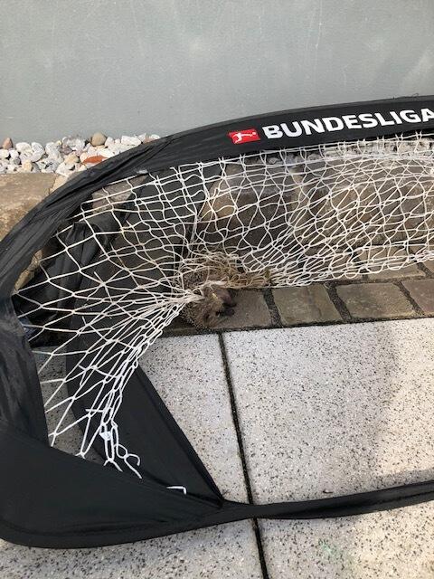 Im Netz verfangen... | Foto: Foto: Privat