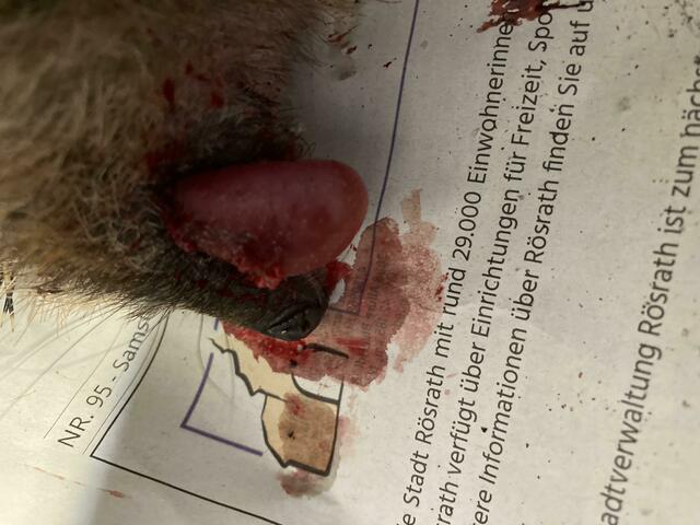 Das ist eine Igelzunge, die Bekanntschaft mit einer Falle machen musste... | Foto: Claudia Kohls, Pflegestelle Leverkusen