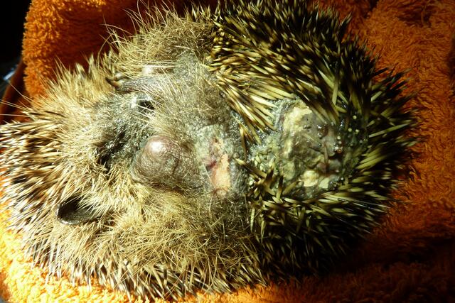 Ein Hund hatte diesen Igel "zum Fressen" gern... | Foto: Brigitte Liepen, Igelhilfe Eschweiler 