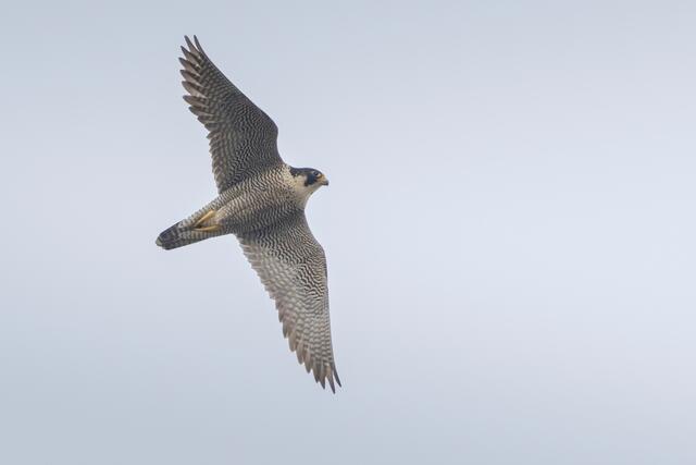 Der Wanderfalke zählt zu den schnellsten Vögeln. | Foto: Foto: K. Bezemer