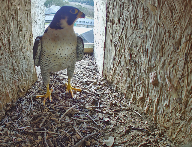 Im Nest des Wanderfalkenpärchens im Aussichtsturm in Vogelsang IP konnte eine Kamera installiert werden. | Foto: Foto: Nationalparkverwaltung Eifel