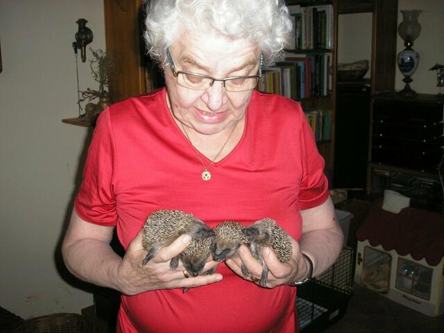 Schöne Momente... - Mehr als eine Hand voll Jungigel | Foto: Christoph Oehl