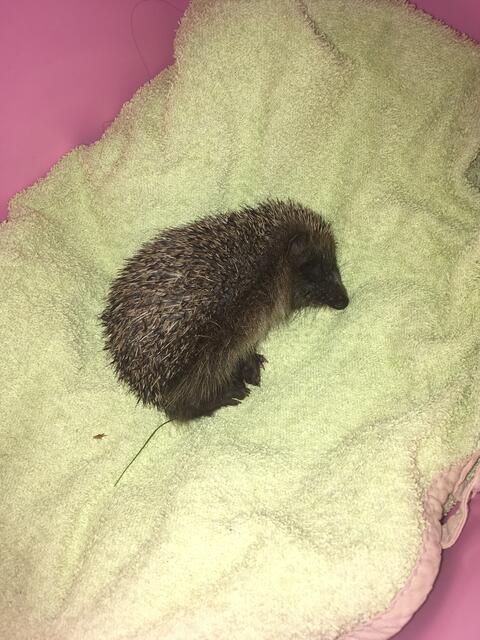 Hier ist Hilfe möglich... - Kranker Igel auf Station | Foto: privat