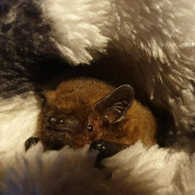 Fledermaushilfe Brühl | Foto: Saskia Warner-Groen