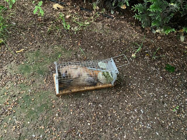 Große Gefahr! - Gefangen in der Rattenfalle | Foto: privat