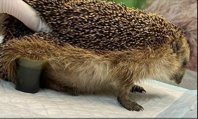 Hier ist Hilfe möglich... - Fußbad | Foto: Igelhilfe Rotenburg-Wümme