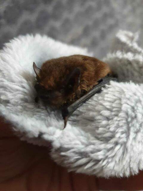 Fledermaushilfe Brühl | Foto: Saskia Warner-Groen