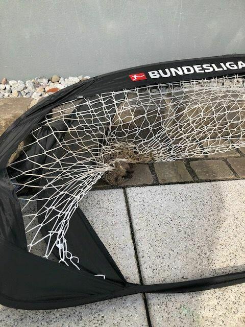 Große Gefahr! Im Netz verfangen | Foto: privat