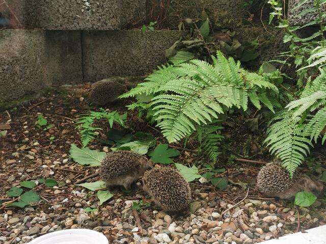 Schöne Momente... - Jungigel im Auswilderungsgehege auf Entdeckungstour | Foto: Karin Oehl